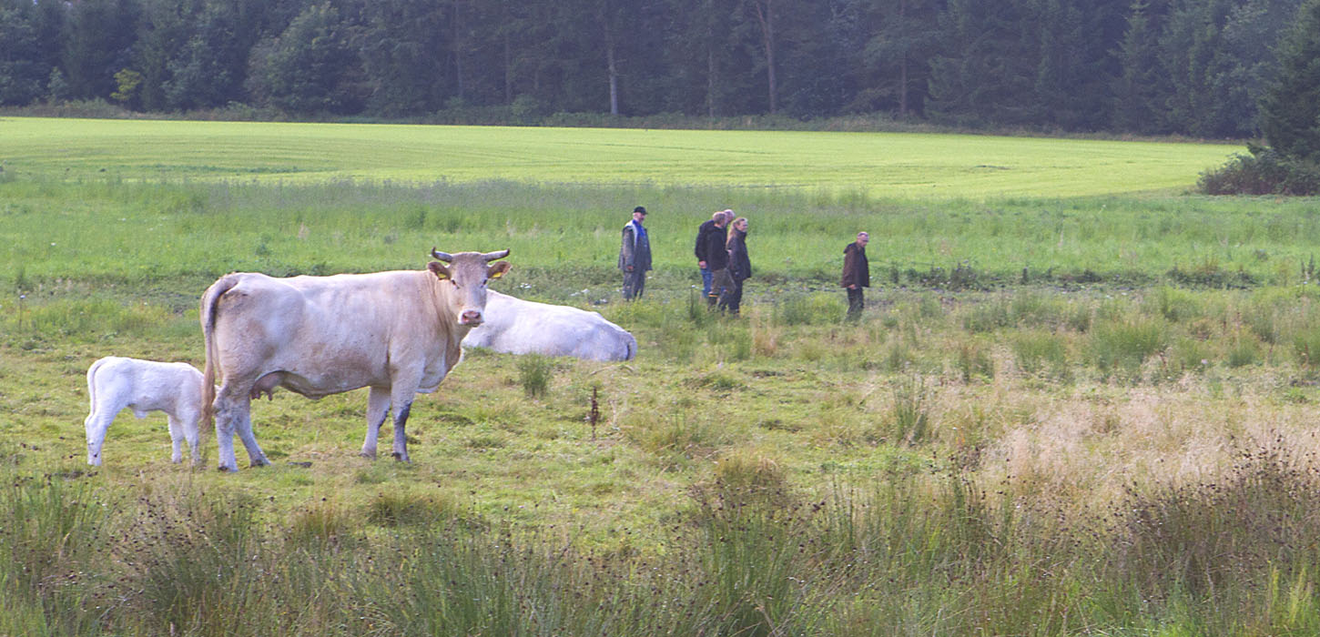 Mark med køer og mennesker