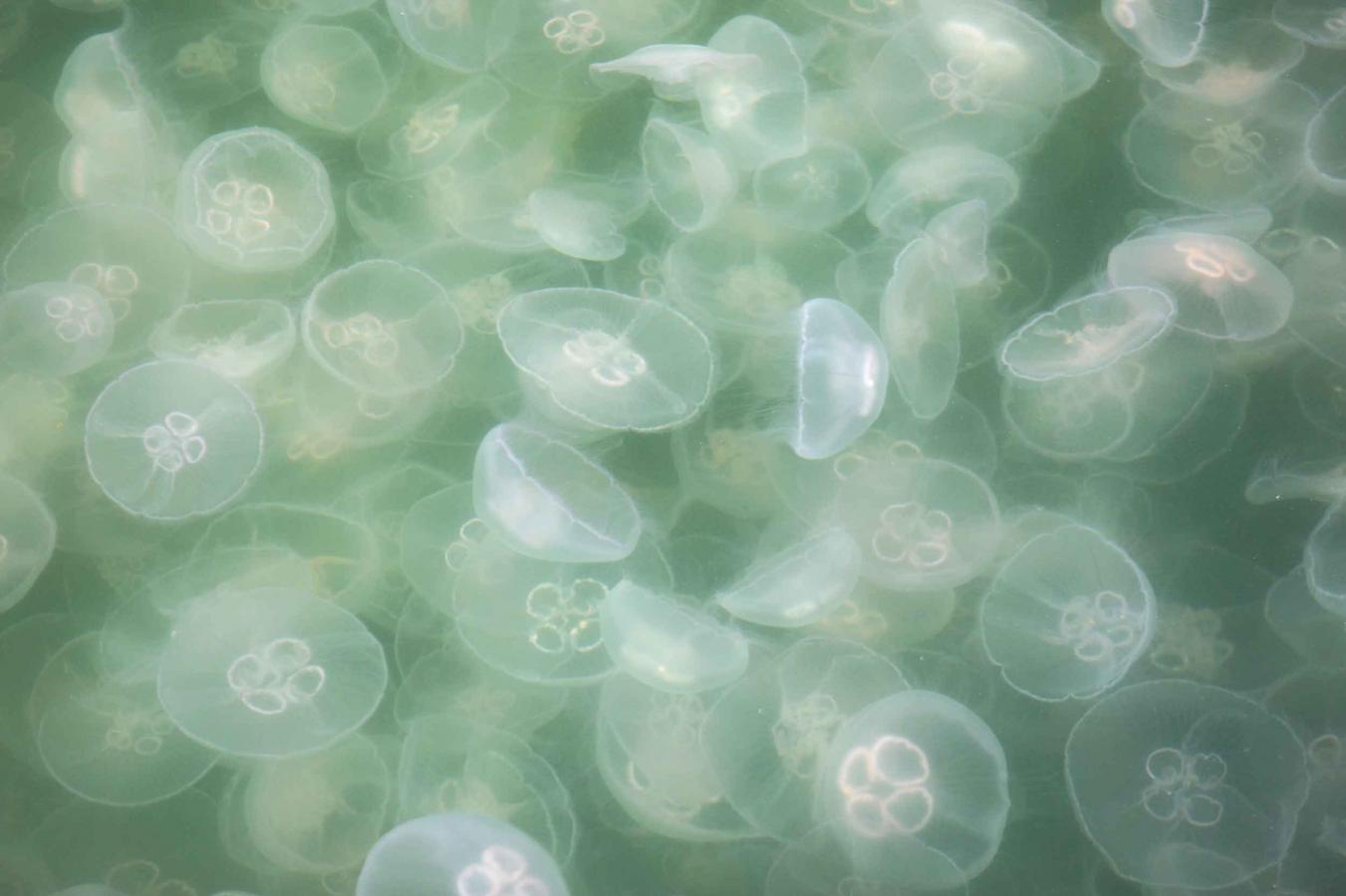 Vandmænd i Vejle Fjord