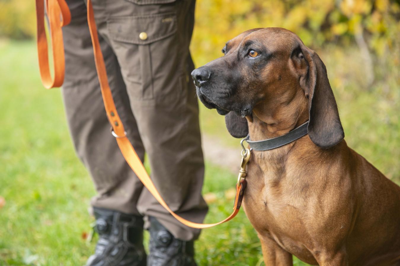 Hund i snor kampagne