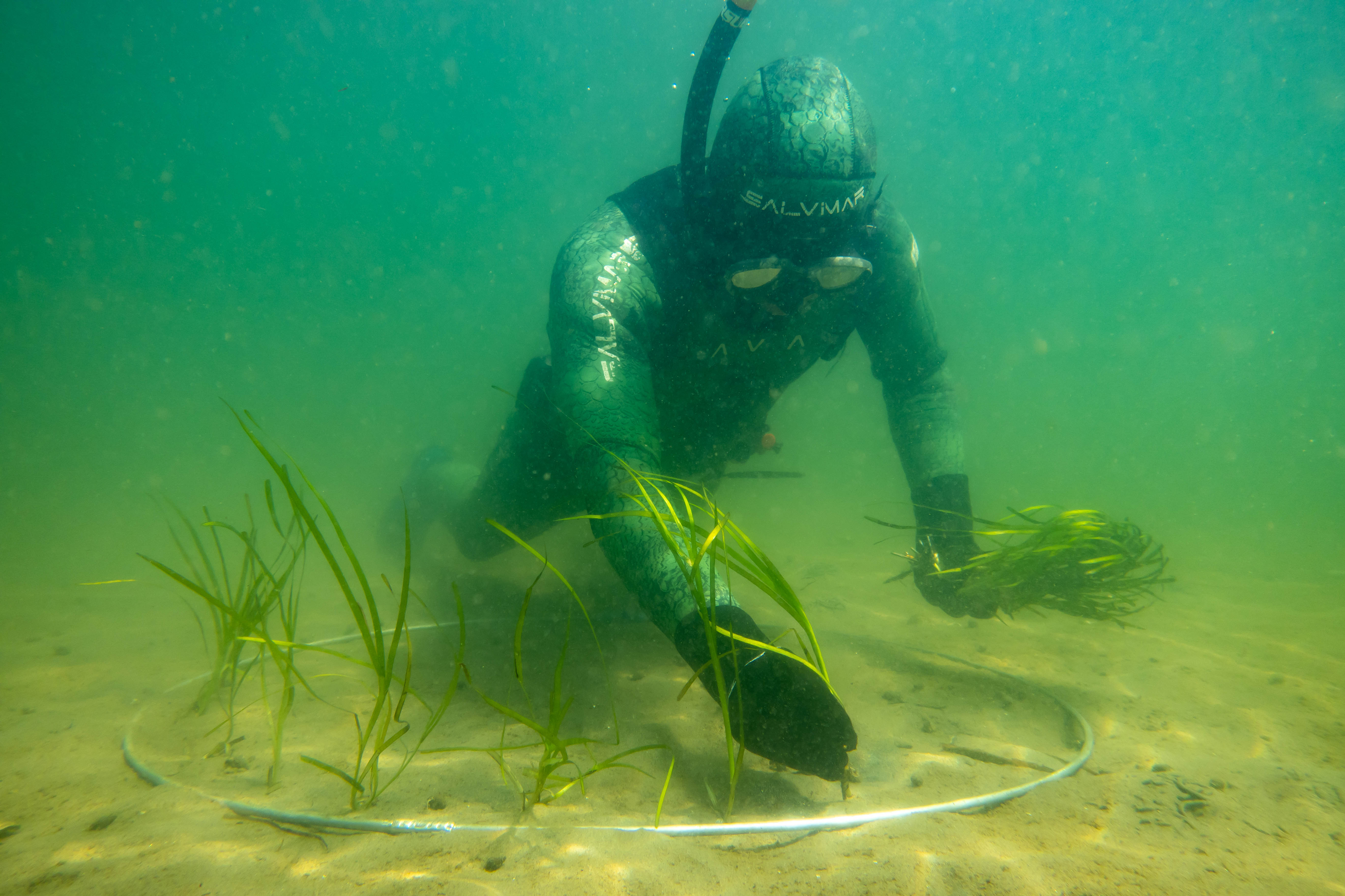 Ålegræsudplantning
